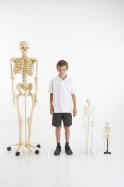 Anatomiskais modelis - Cilvēka skelets - vidējais