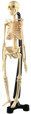 Anatomiskais modelis - Cilvēka skelets - mazais