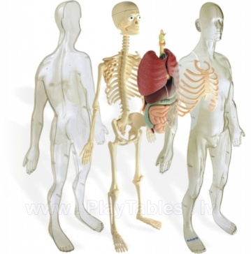 Ķermeņa anatomiskais modelis