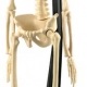 Anatomiskais modelis - Cilvēka skelets - mazais