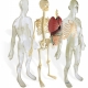 Ķermeņa anatomiskais modelis